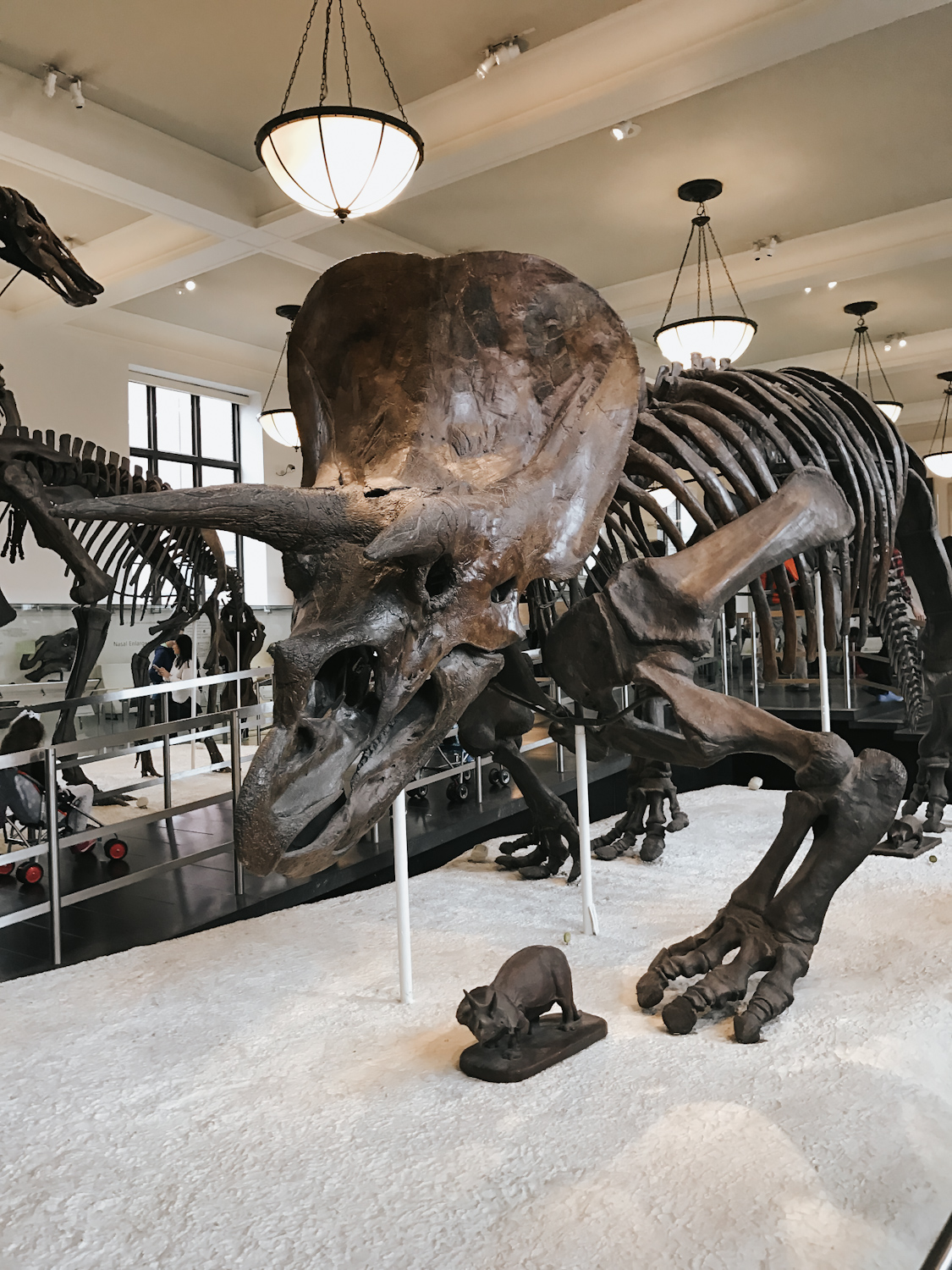 Triceratops fossil skeleton on display at the American Museum of Natural History New York