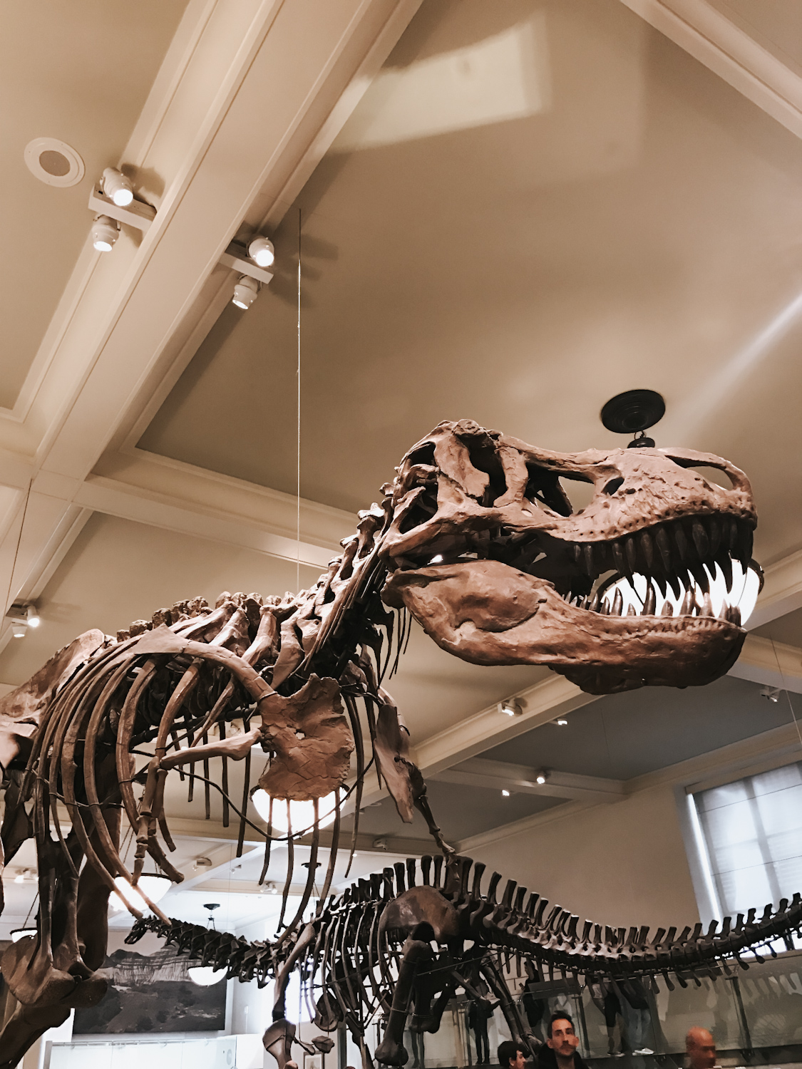 T-Rex dinosaur skeleton close up at the American Museum of Natural History New York City