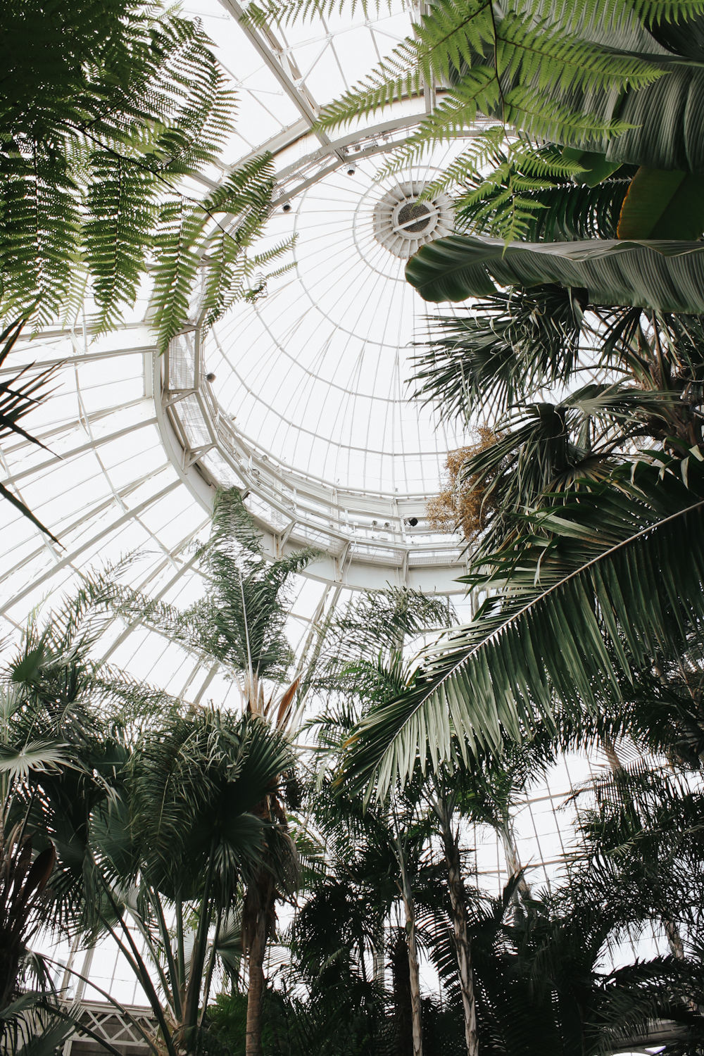 Interior of the Enid A. Haupt Conservatory greenhouse dome at the New York Botanical Garden with tropical palms and ferns